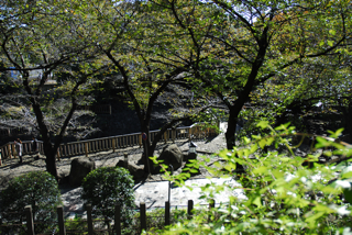 写真９は、隣接している王子神社の大イチョウ（樹齢６００年以上の東京都指定天然記念物）付近から見下ろした様子です。